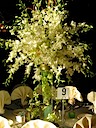 Dramatic Orchid Centerpiece