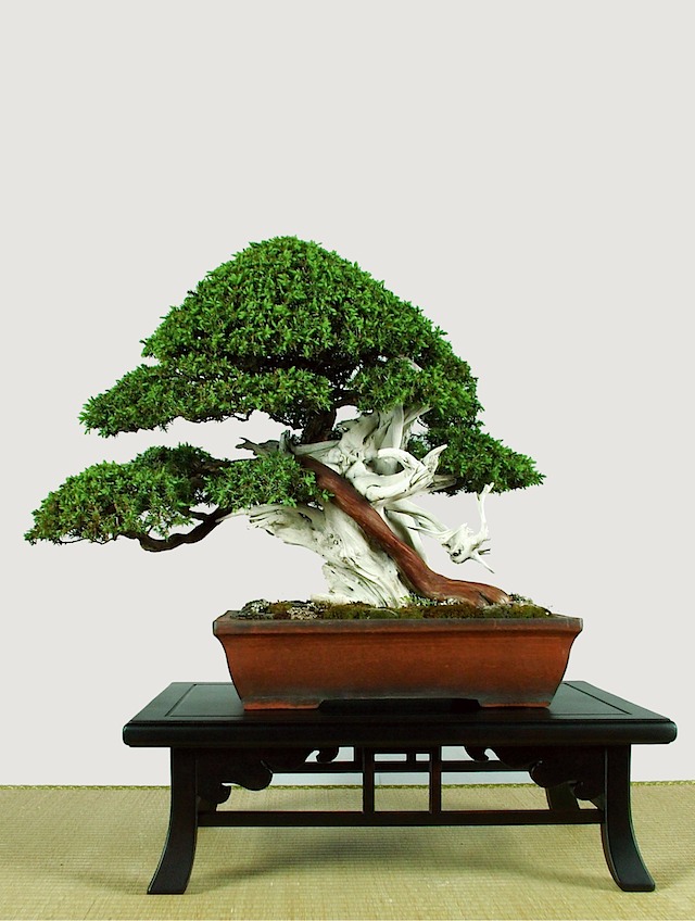 A Limited Collection of Bonsai Trees LUCKY Bamboo, Flowers & Orchids