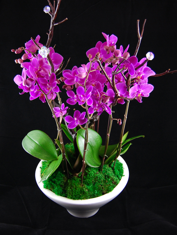 BOSSorchid
