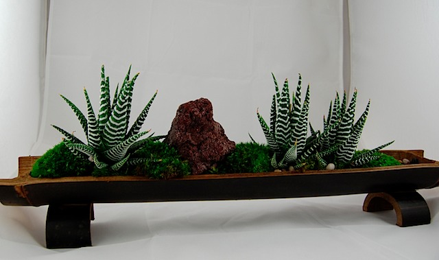 BOSSsucculent 2